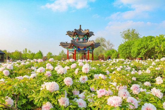 菏泽曹州牡丹园景区。视觉中国 图