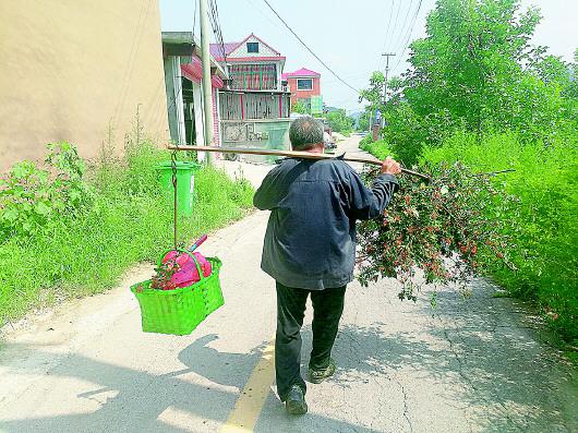 尽管山上有蜱虫，72岁的王元宝还是需要上山采摘花椒