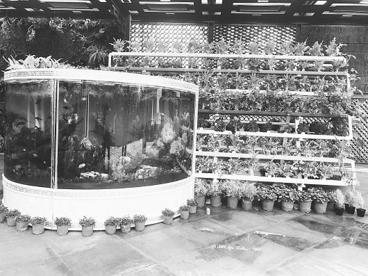 齊魯園內(nèi)魚缸搭配蔬菜展架展示了魚菜共生系統(tǒng)。(□記者 方壘 報道)
