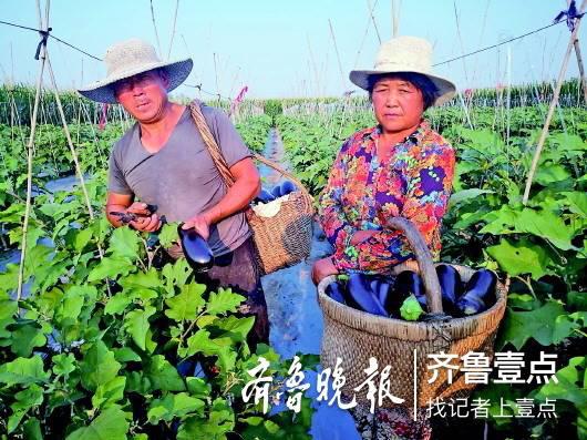 菜农赵崇权地里的茄子丰收了,可销路不好,这让他发愁。　壹粉供图