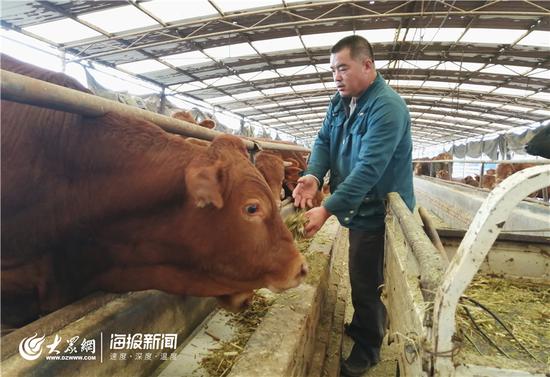 张金海正在给养殖场内的品种牛喂草料