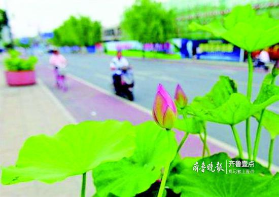 據(jù)介紹,由于比較難養(yǎng)護,濟南荷花大范圍上路不太可能了。(資料片)