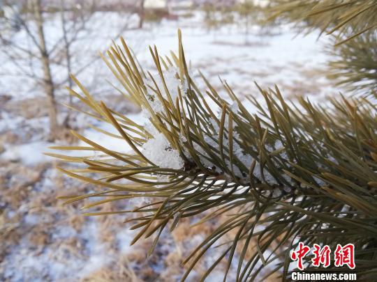 “中國最冷小鎮”迎來春節后首場降雪。(馮宏偉/攝)