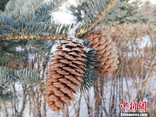 “中國最冷小鎮”迎來春節后首場降雪。(馮宏偉/攝)