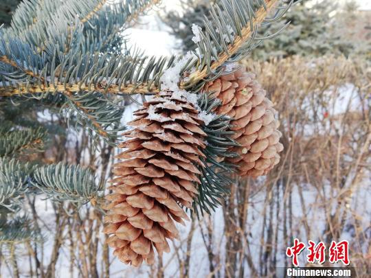 “中国最冷小镇”迎来春节后首场降雪。（冯宏伟/摄）