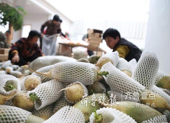 網套防止蘿卜在箱內碰撞