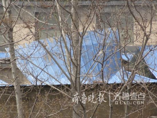 大只博：淄博博山，大风刮倒大树，一人被砸死亡。