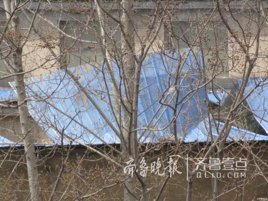 大只博:淄博博山,大風(fēng)刮倒大樹,一人被砸死亡。