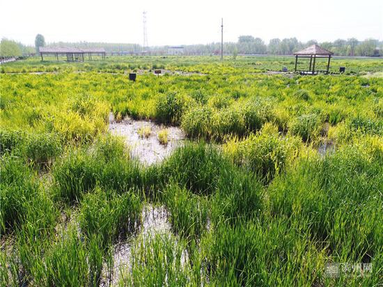 禾和湿地已经成为集水质改善、生态修复、景观建设、旅游观光、休闲娱乐于一体的湿地公园。