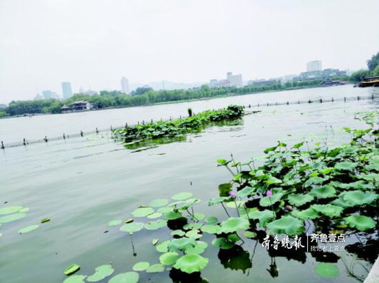 大明湖西北荷区现状。齐鲁晚报·齐鲁壹点 记者刘雅菲摄于2018年8月6日