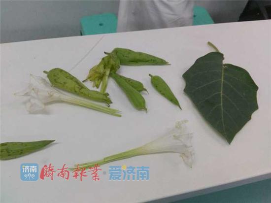 專家:曼陀羅當秋葵已不是第一例