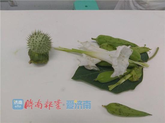 劉尊躍誤食的曼陀羅葉子