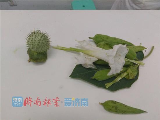 刘尊跃误食的曼陀罗叶子