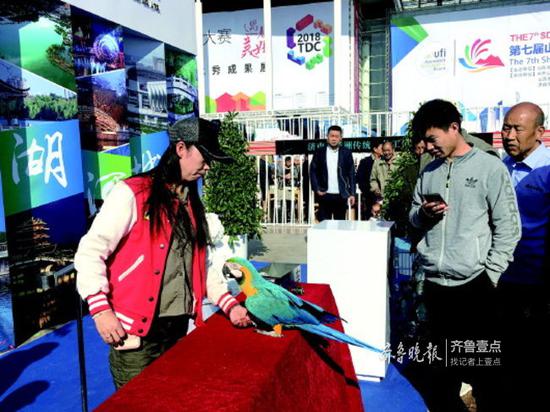 來自濟南野生動物世界的鸚鵡互動吸引了市民游客。