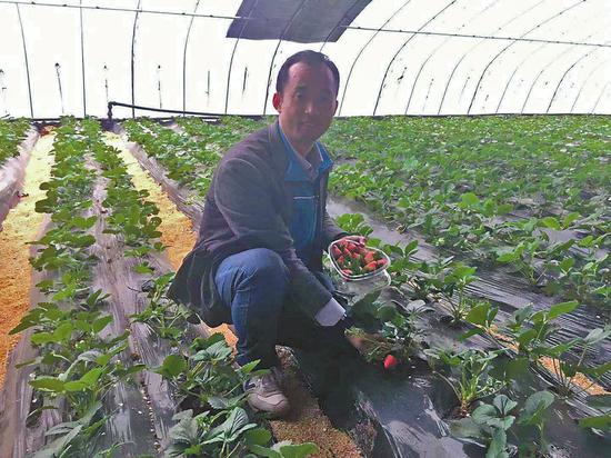 在“农家政”草莓基地，刚摘的草莓将被运往深圳。记者王倩 摄