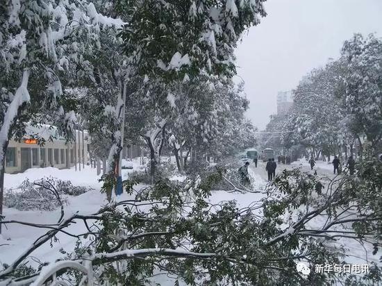 石家庄的暴雪压垮沿街树枝（2009年）。