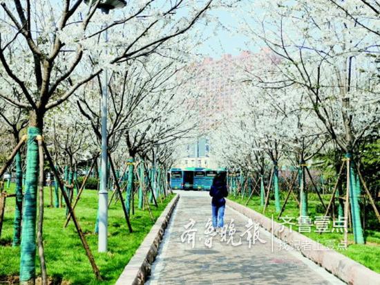 櫻花花香四溢,吸引了眾多市民和游客。 戚云雷 攝