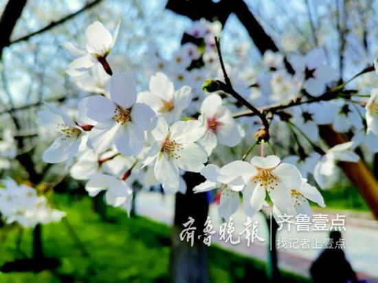 櫻花花香四溢,吸引了眾多市民和游客。 戚云雷 攝