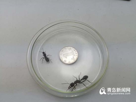 青岛邮局海关查获的活体蚂蚁。