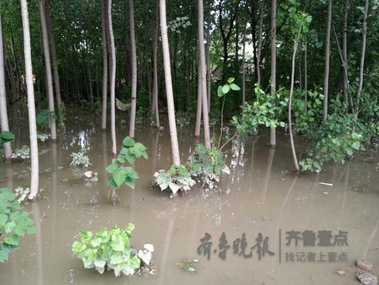 齐鲁晚报·齐鲁壹点 记者王皇 实习生冯蓉