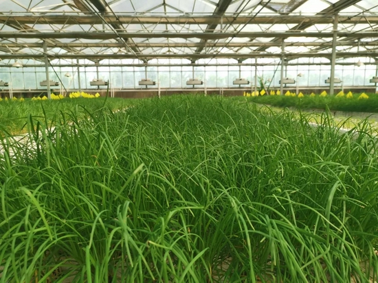▼種植園內的韭菜(圖片來源:大眾日報)