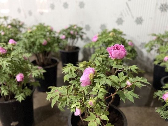 牡丹盆栽。澎湃新闻记者 谈婧媛 摄