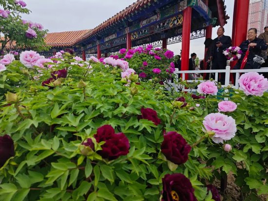 牡丹花开时节，菏泽游客云集（资料图）