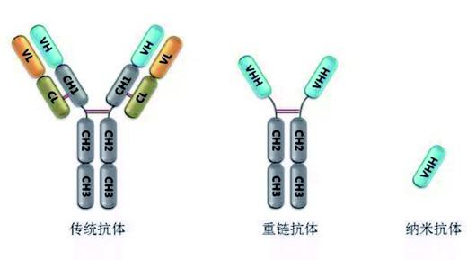 通过图示可以看出三种抗体结构的不同(科研人员提供)