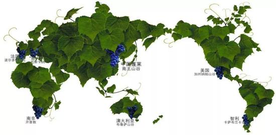 △ 蓬莱以其优越的自然环境成为与法国波尔多梅多克、意大利托斯卡纳、美国加州纳帕山谷等齐名的世界七大葡萄海岸。(图片来源于网络)