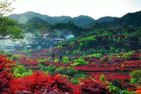 81年属鸡招财风景图片,81年属鸡的幸运花图片 属鸡的有福了 全国近20家景区对你免费