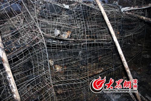 籠內的鴿子都已被燒死