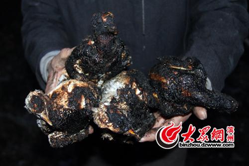 被燒死的鴿子