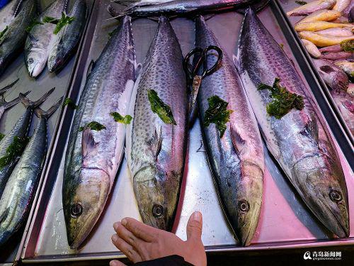青岛本地春鲅抢鲜上市 10斤以上大鱼每斤35元