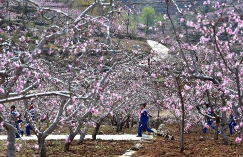 4月11日，在朱彦夫的故乡——山东省沂源县西里镇张家泉村，放学的孩子从盛开的桃花下走过。新华社记者 徐速绘 摄