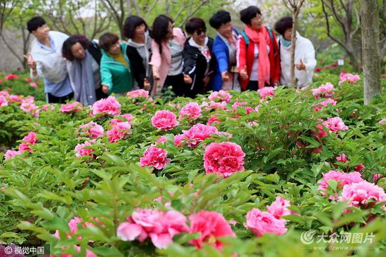 2006年,解維竹從河南洛陽、山東菏澤購買3000株牡丹苗,在即墨市省級高新區通過土地流轉租賃8畝土地,開始種植牡丹。