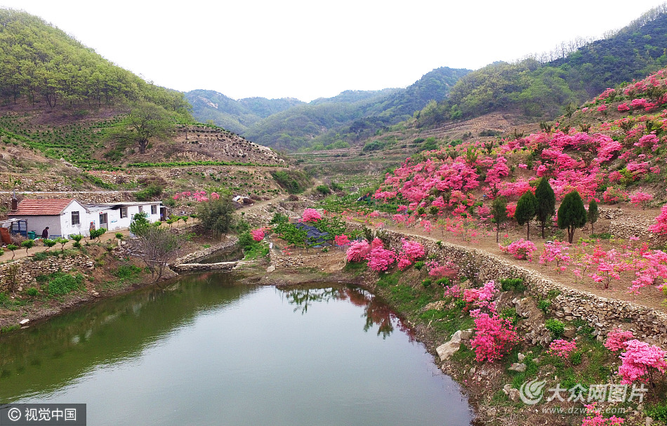 
　　2017年4月25日，山东省日照市九仙山风景区内，吉祥家庭农场，山水相连，杜鹃花开正艳的牛栏旺沟风景。