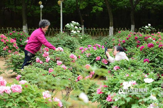 4月25日,青岛新闻网记者来到农大,发现满园的牡丹,再加上人工湖边随处可见垂岸的绿柳,让农大的校园春意盎然。