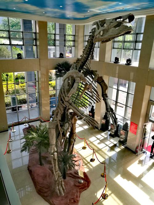 　　巨型山东龙骨骼化石