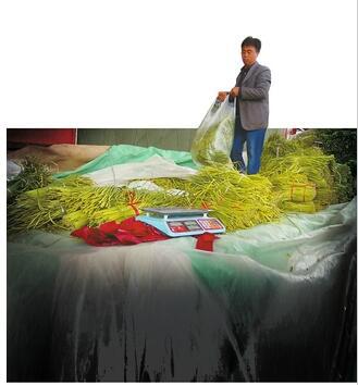 河南蒜薹批發商老李已經連續一周來匡山蔬菜批發市場賣蒜薹了。王晶 攝