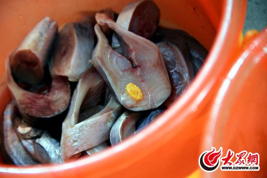 在食物中加入了适合海豹食用的维生素片