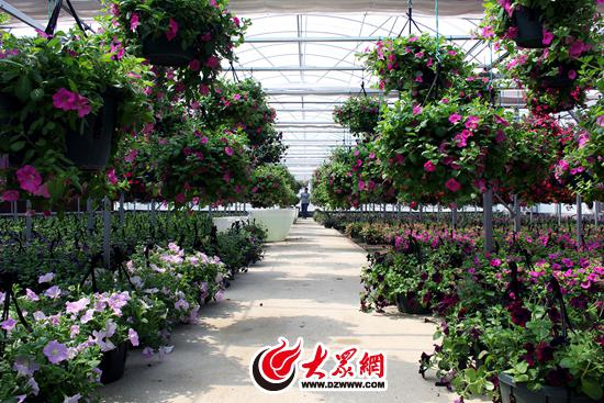 巨大的花卉园