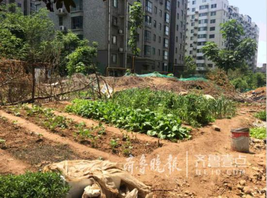 在济南世纪中华城小区,一位业主在居民楼前建了一块小菜园。