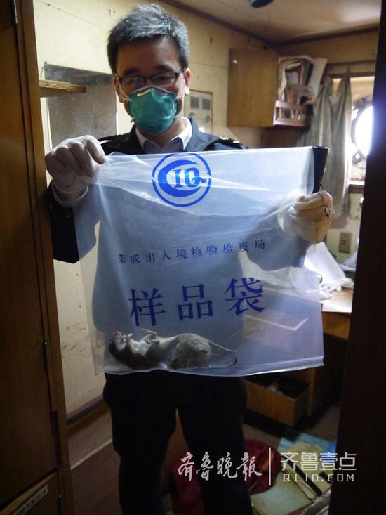 截獲鹿角標本并檢出鼠類和大量蜚蠊