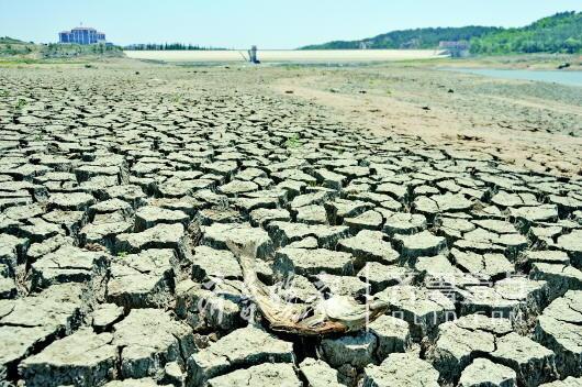 6月1日,在威海荣成后龙河水库库区,因为水位持续下降,部分库区已经露出地表,水库中的水生物被风干。记者王震摄