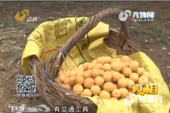 　　鄒城“油杏”利潤(rùn)驚人