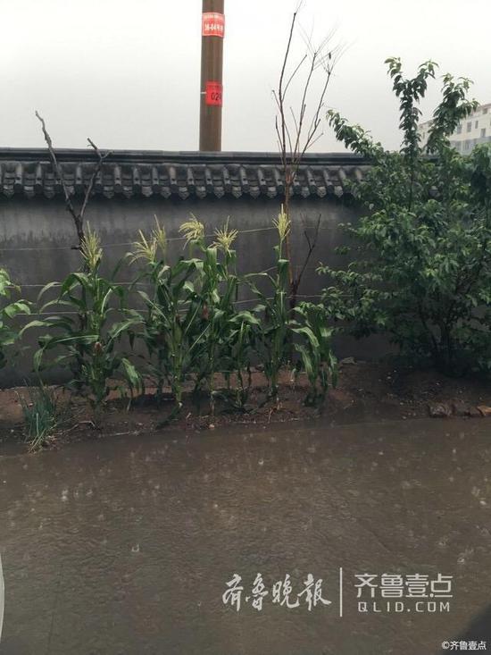 据齐鲁晚报·齐鲁壹点壹点情报站壹粉Emillyyq爆料，下午淄博也开始下雨。