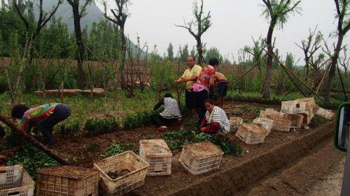 　　濟南華山濕地公園，工人搭棚抵御烈日和暴雨不歇工 齊魯晚報記者周青先攝