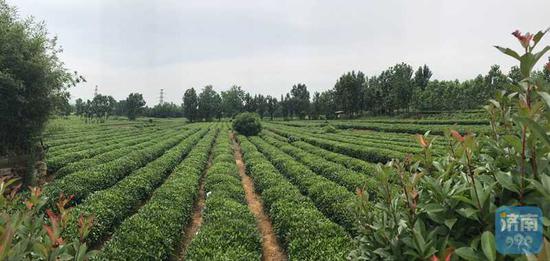 日照綠茶 陳長禮 攝