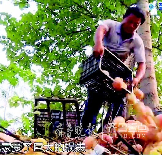 有些桃賣不出去爛了，果農只好扔掉。（視頻截圖）
