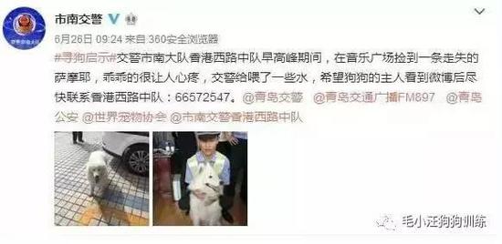 不過這只薩摩耶真有那么乖嗎？